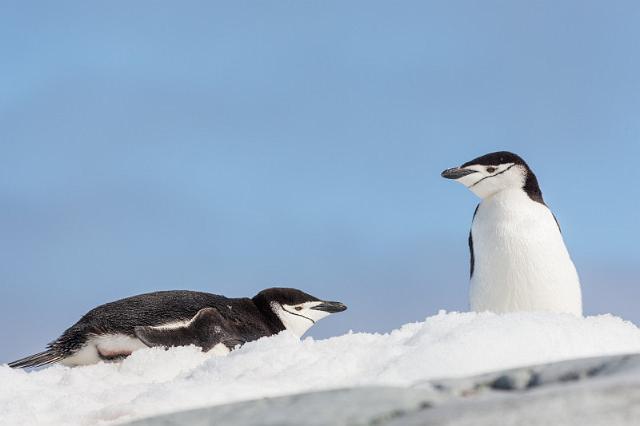 107 Antarctica, Petermann Island, stormbandpinguins.jpg